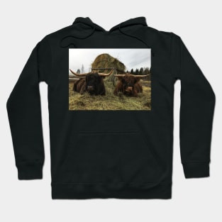 Scottish Highland Cattle Bulls 2335 Hoodie